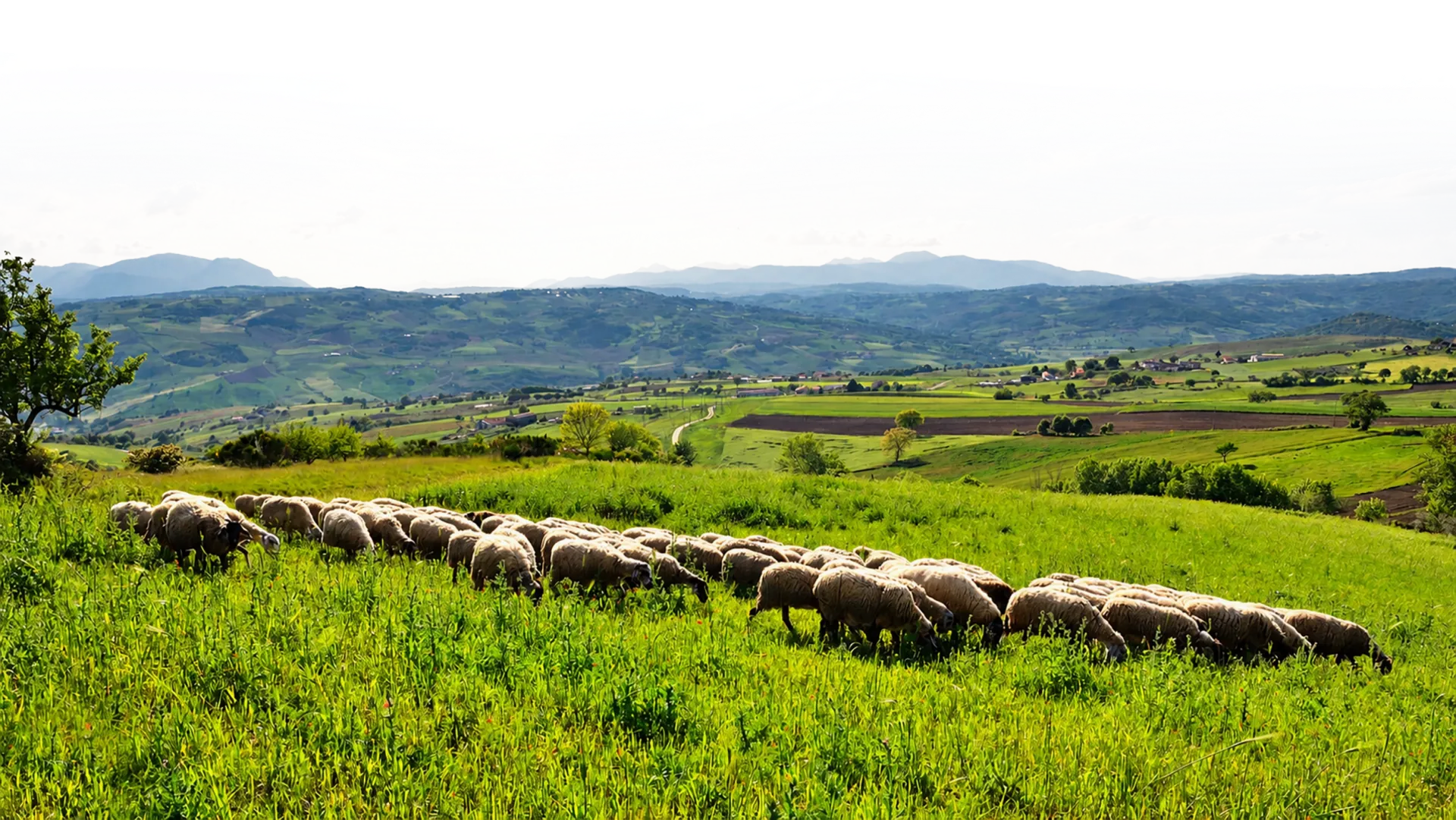 Un gregge di pecore al pascolo sulle colline verdi del Fortore