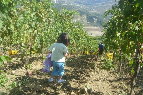 La vendemmia a Masseria Parisi