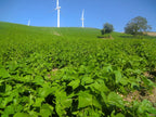 Fagiolo bianco di Montefalcone