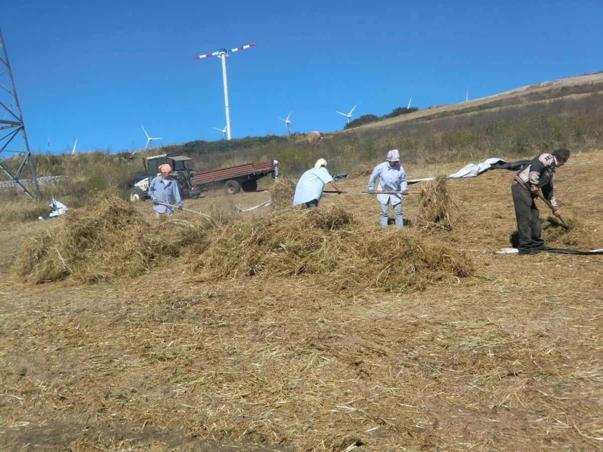 Fagiolo bianco di Montefalcone