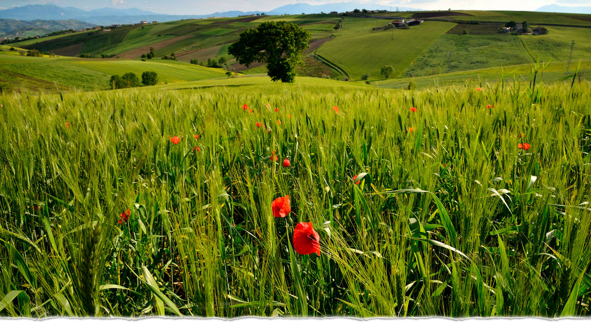 Le colline coltivate del Fortore