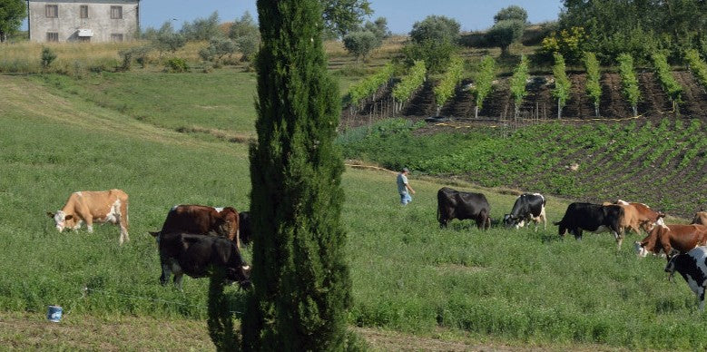 Il pascolo