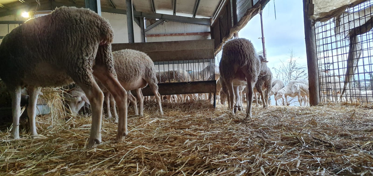 Le pecore di razza Laticauda allevate dall’Azienda Agricola Corso.
