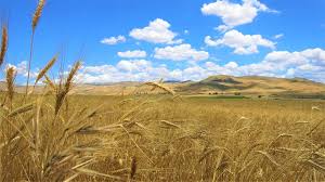 Paesaggio agricolo nella galleria dell’Azienda Agricola Riccio.