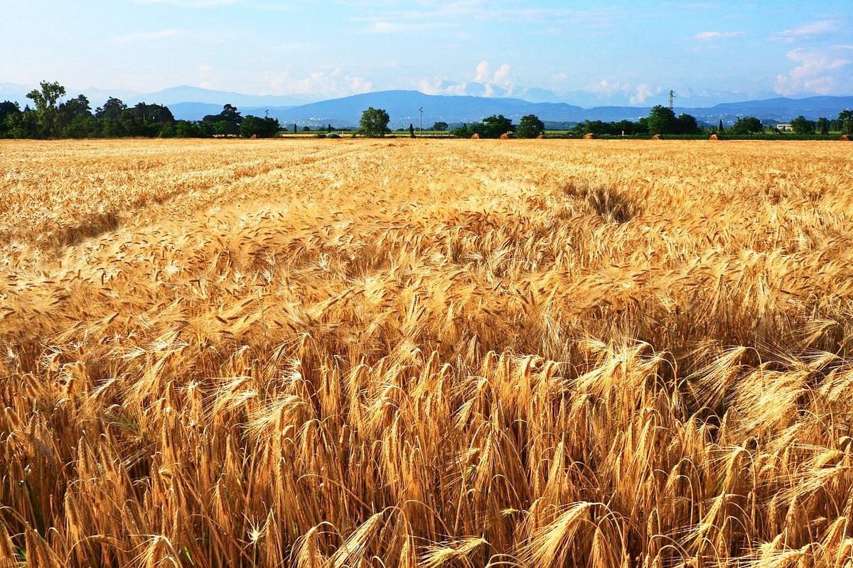 Campo di cereali fotografato nel racconto aziendale.