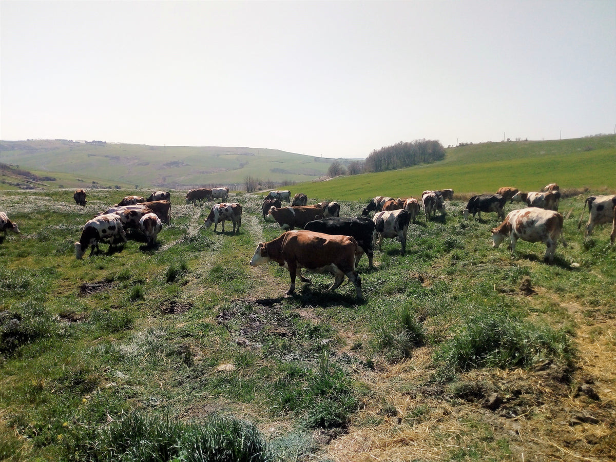 La mandria al pascolo sui terreni collinari.