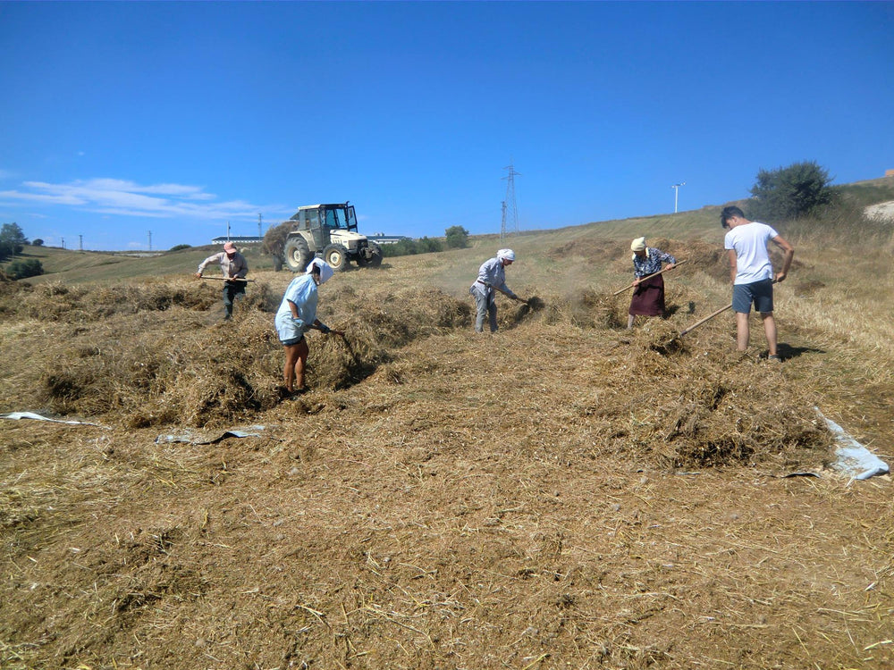 Azienda agricola La Rufesa