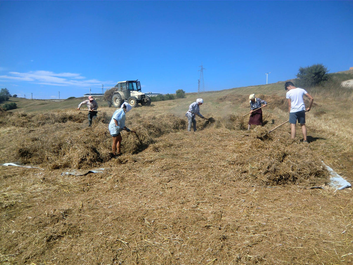 Lavorazioni agricole sui terreni della famiglia Coduti.