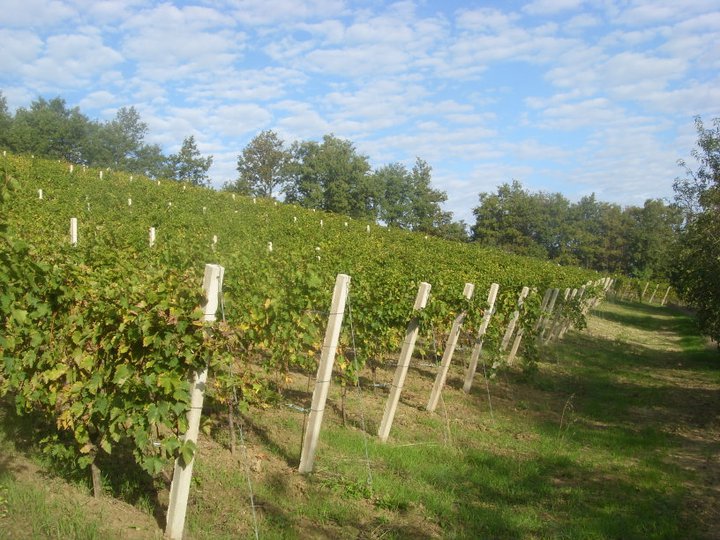 Masseria Parisi
