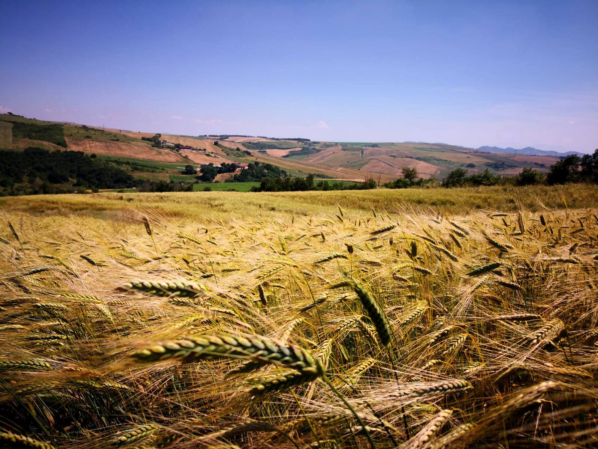 I campi di cereali coltivati dalla Masseria.