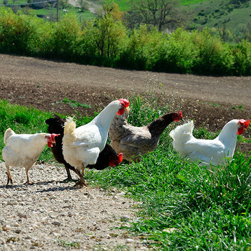 La vita quotidiana negli spazi agricoli della Masseria.