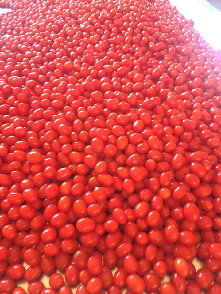 Pomodori destinati alla trasformazione nella cooperativa.