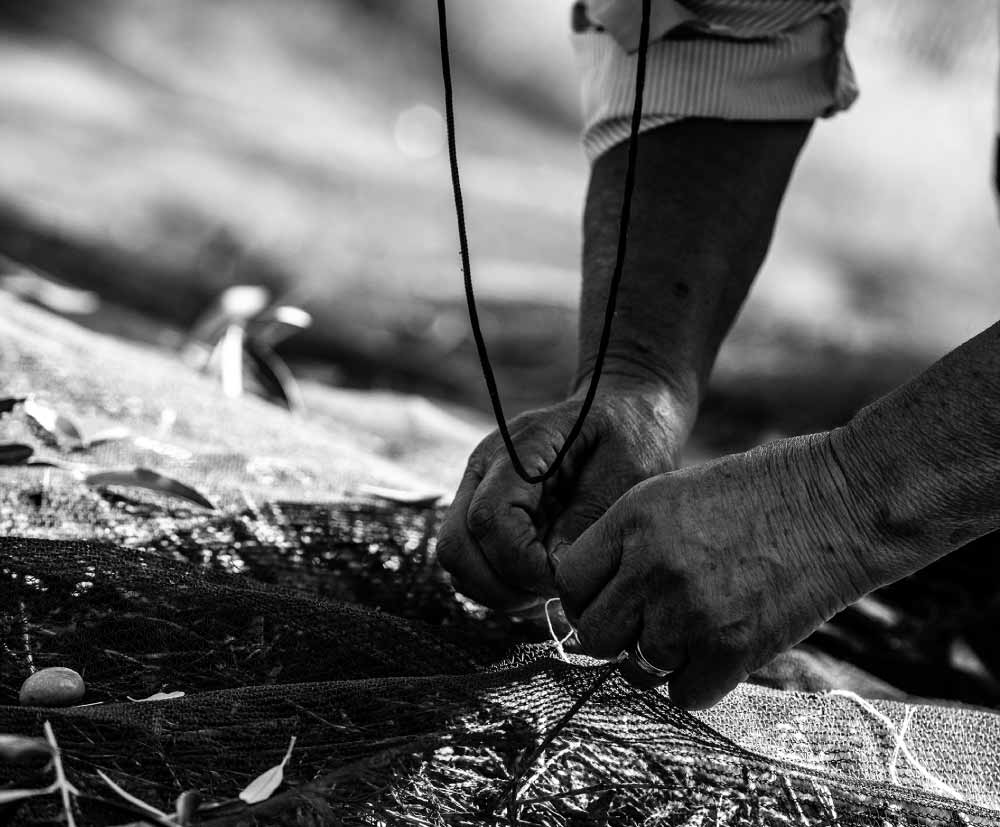 Dettaglio del lavoro durante la raccolta tradizionale.