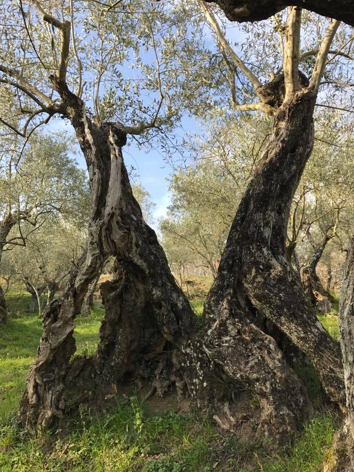 Un olivo secolare della cooperativa Terre di Molinara.