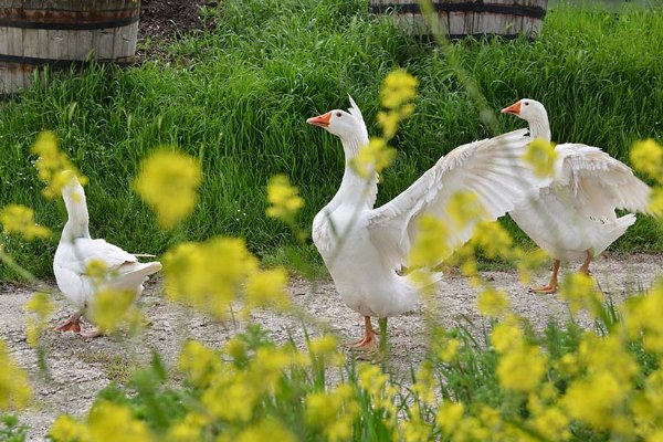 Oche tra i fiori gialli