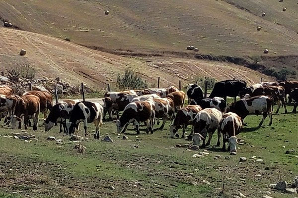 Vacche al pascolo sulle colline