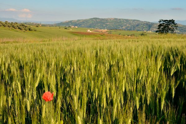 Un papavero in un campo di grano