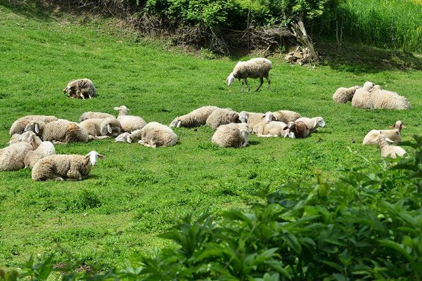 Pecore al riposo sull’erba